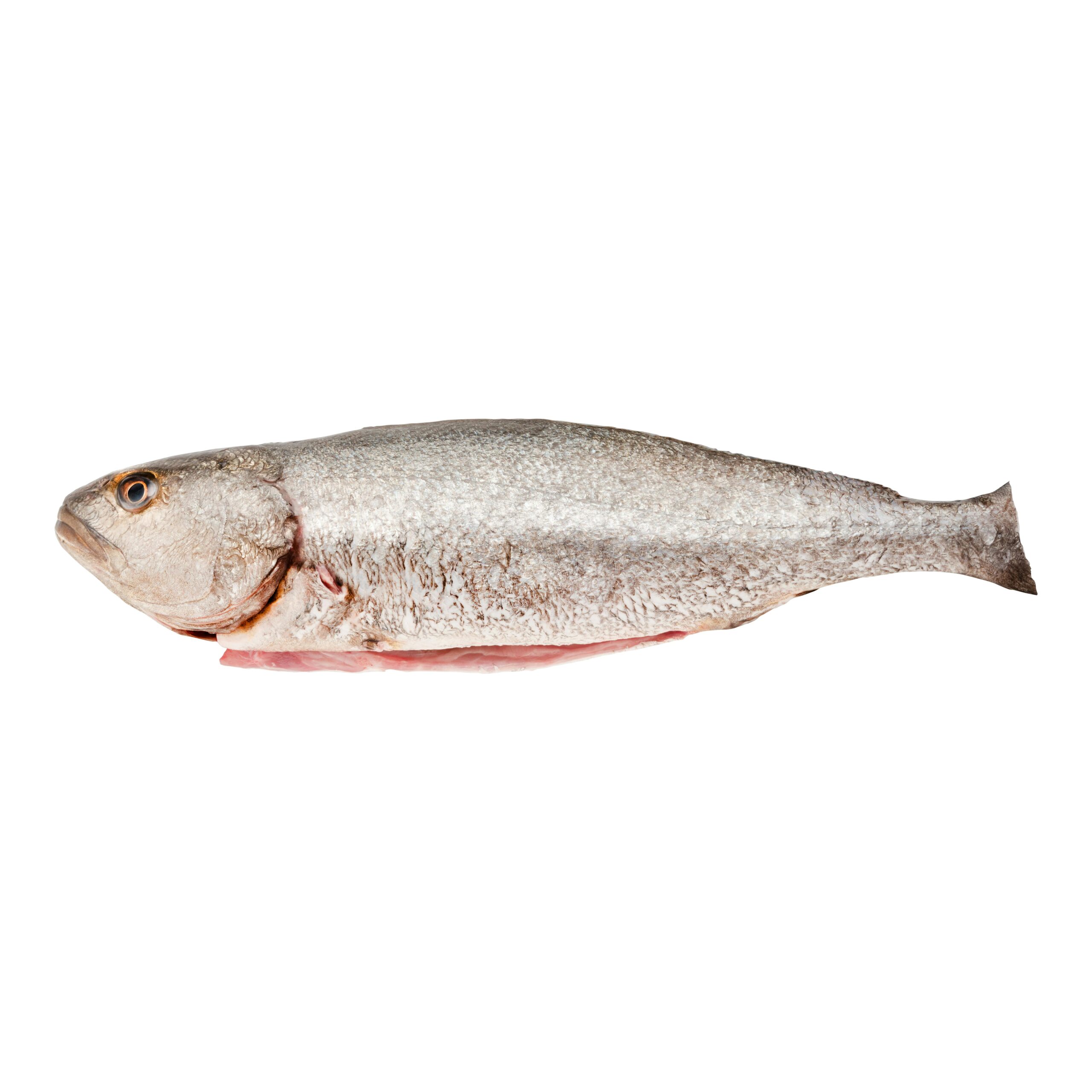 Corvina limpia con cabeza Corvina limpia con cabeza