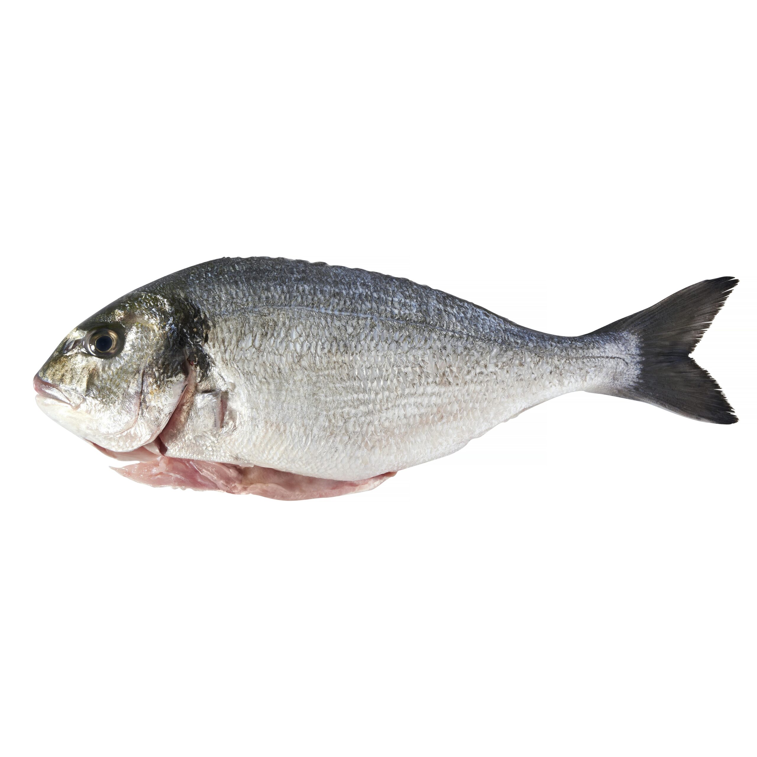 Dorada limpia con cabeza Dorada limpia con cabeza