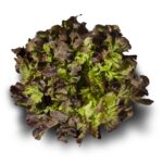 Lechuga hoja roble Lechuga hoja roble