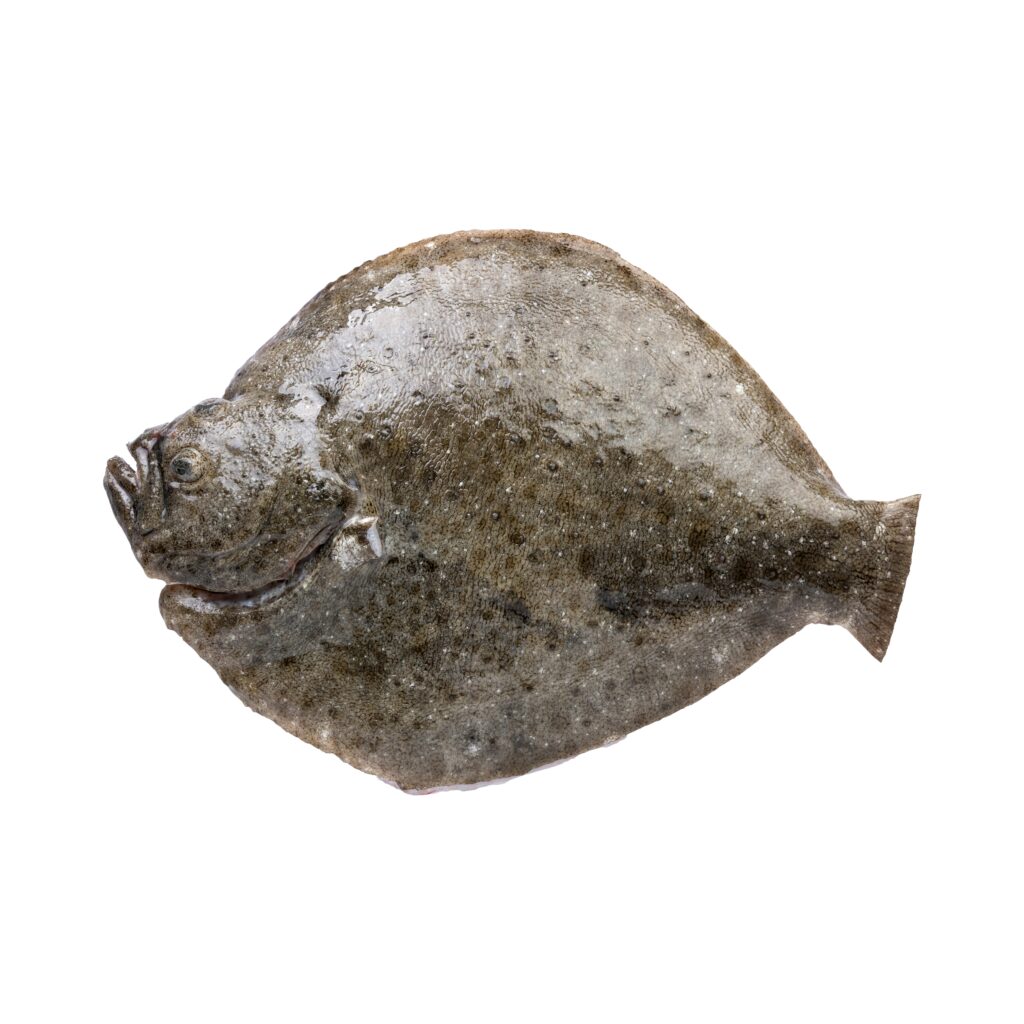 Rodaballo con piel